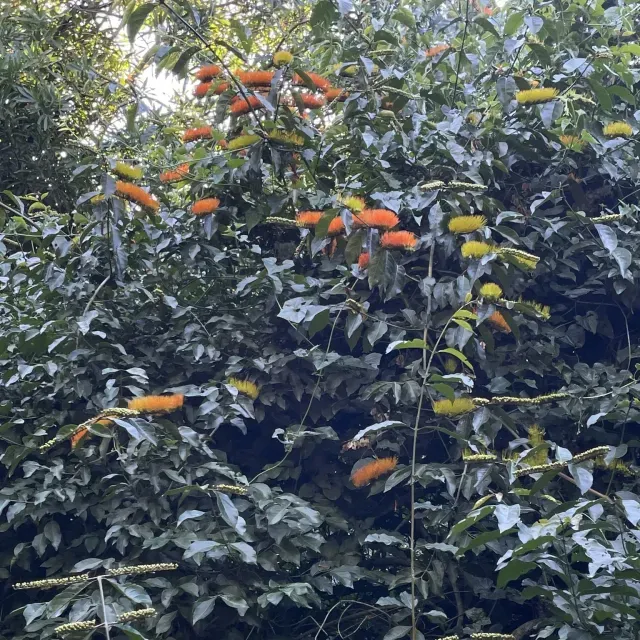 thumbnail for publication: Combretum fruticosum: Orange Flame Vine